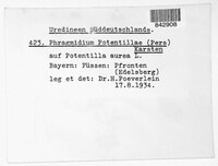 Phragmidium potentillae image